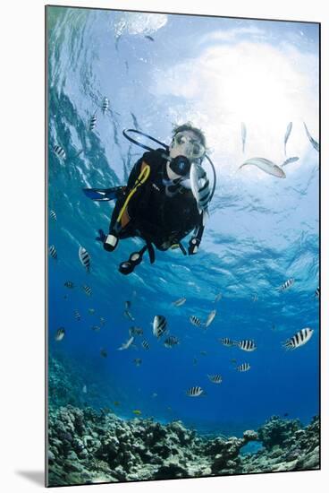 One Scuba Diver Diving in Shallow Water-Mark Doherty-Mounted Photographic Print