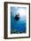 One Scuba Diver Diving in Shallow Water-Mark Doherty-Framed Photographic Print