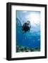 One Scuba Diver Diving in Shallow Water-Mark Doherty-Framed Photographic Print