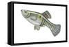 One-Spot Live-Bearer (Poecilia Vivipara), Fishes-Encyclopaedia Britannica-Framed Stretched Canvas