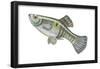 One-Spot Live-Bearer (Poecilia Vivipara), Fishes-Encyclopaedia Britannica-Framed Poster