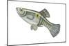 One-Spot Live-Bearer (Poecilia Vivipara), Fishes-Encyclopaedia Britannica-Mounted Poster