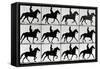 One Stride in Eleven Phases, 1881, Illustration from 'Animals in Motion' by Eadweard Muybridge,…-Eadweard Muybridge-Framed Stretched Canvas
