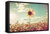 One Sunflower Rising above the Rest-soupstock-Framed Stretched Canvas