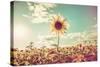 One Sunflower Rising above the Rest-soupstock-Stretched Canvas