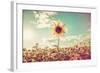 One Sunflower Rising above the Rest-soupstock-Framed Photographic Print