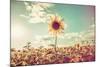 One Sunflower Rising above the Rest-soupstock-Mounted Photographic Print