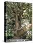 One Thousand Year Old Plane Tree, Trunk Has Circumference of 14 Metres, Isagarada, Pelion, Greece-R H Productions-Stretched Canvas