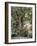 One Thousand Year Old Plane Tree, Trunk Has Circumference of 14 Metres, Isagarada, Pelion, Greece-R H Productions-Framed Photographic Print