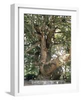 One Thousand Year Old Plane Tree, Trunk Has Circumference of 14 Metres, Isagarada, Pelion, Greece-R H Productions-Framed Photographic Print