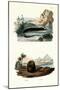 One-Toed Amphiuma, 1833-39-null-Mounted Giclee Print