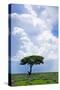 One Tree with Heavy Thunder Clouds in the Background-tish1-Stretched Canvas