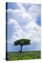 One Tree with Heavy Thunder Clouds in the Background-tish1-Stretched Canvas
