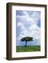 One Tree with Heavy Thunder Clouds in the Background-tish1-Framed Photographic Print