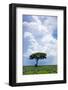 One Tree with Heavy Thunder Clouds in the Background-tish1-Framed Photographic Print