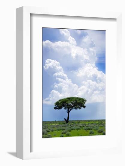One Tree with Heavy Thunder Clouds in the Background-tish1-Framed Photographic Print