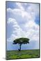 One Tree with Heavy Thunder Clouds in the Background-tish1-Mounted Photographic Print