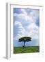 One Tree with Heavy Thunder Clouds in the Background-tish1-Framed Photographic Print