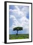 One Tree with Heavy Thunder Clouds in the Background-tish1-Framed Photographic Print