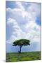 One Tree with Heavy Thunder Clouds in the Background-tish1-Mounted Photographic Print