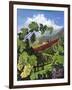 One Vine Day-Scott Westmoreland-Framed Art Print