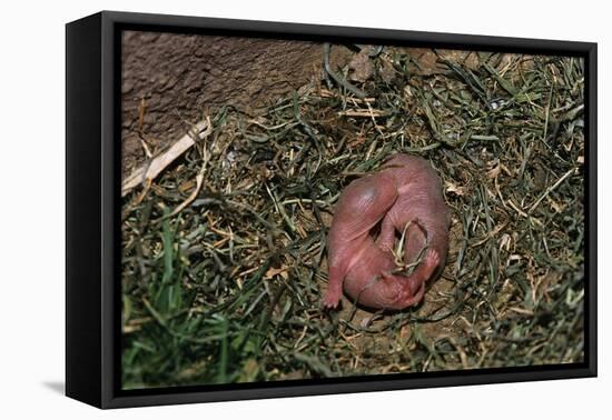 One Week Old Black-Tailed Prairie Dogs-W. Perry Conway-Framed Stretched Canvas