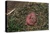 One Week Old Black-Tailed Prairie Dogs-W. Perry Conway-Stretched Canvas