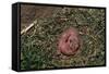 One Week Old Black-Tailed Prairie Dogs-W. Perry Conway-Framed Stretched Canvas