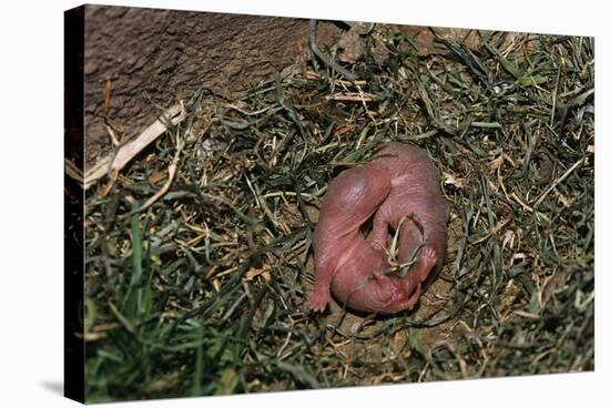 One Week Old Black-Tailed Prairie Dogs-W. Perry Conway-Stretched Canvas