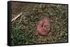 One Week Old Black-Tailed Prairie Dogs-W. Perry Conway-Framed Stretched Canvas