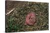 One Week Old Black-Tailed Prairie Dogs-W. Perry Conway-Stretched Canvas