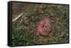 One Week Old Black-Tailed Prairie Dogs-W. Perry Conway-Framed Stretched Canvas