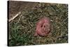 One Week Old Black-Tailed Prairie Dogs-W. Perry Conway-Stretched Canvas