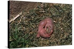 One Week Old Black-Tailed Prairie Dogs-W. Perry Conway-Stretched Canvas