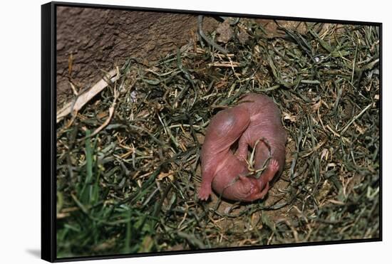 One Week Old Black-Tailed Prairie Dogs-W. Perry Conway-Framed Stretched Canvas