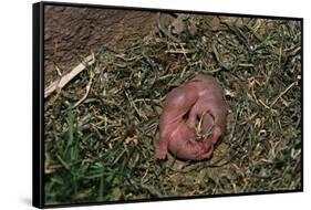 One Week Old Black-Tailed Prairie Dogs-W. Perry Conway-Framed Stretched Canvas