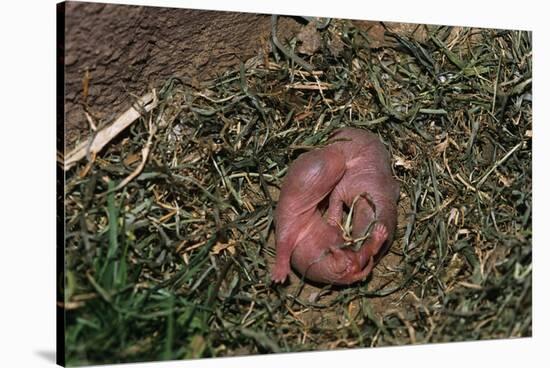 One Week Old Black-Tailed Prairie Dogs-W. Perry Conway-Stretched Canvas