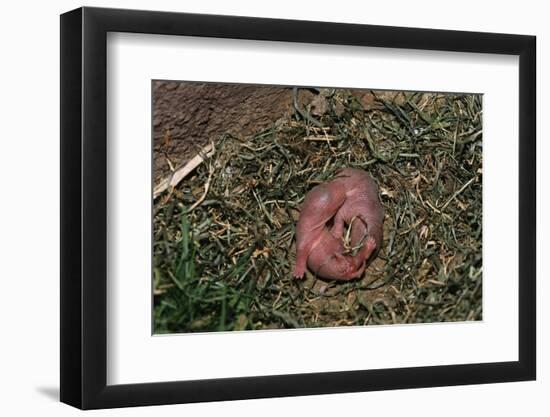 One Week Old Black-Tailed Prairie Dogs-W. Perry Conway-Framed Premium Photographic Print