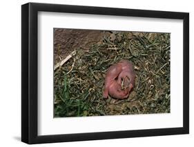 One Week Old Black-Tailed Prairie Dogs-W. Perry Conway-Framed Premium Photographic Print
