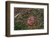 One Week Old Black-Tailed Prairie Dogs-W. Perry Conway-Framed Photographic Print