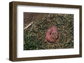 One Week Old Black-Tailed Prairie Dogs-W. Perry Conway-Framed Photographic Print