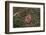 One Week Old Black-Tailed Prairie Dogs-W. Perry Conway-Framed Photographic Print