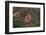 One Week Old Black-Tailed Prairie Dogs-W. Perry Conway-Framed Photographic Print