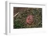 One Week Old Black-Tailed Prairie Dogs-W. Perry Conway-Framed Photographic Print