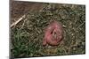 One Week Old Black-Tailed Prairie Dogs-W. Perry Conway-Mounted Photographic Print