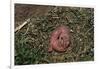 One Week Old Black-Tailed Prairie Dogs-W. Perry Conway-Framed Photographic Print