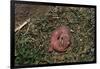 One Week Old Black-Tailed Prairie Dogs-W. Perry Conway-Framed Photographic Print