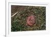 One Week Old Black-Tailed Prairie Dogs-W. Perry Conway-Framed Photographic Print