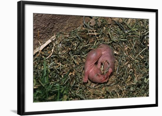 One Week Old Black-Tailed Prairie Dogs-W. Perry Conway-Framed Photographic Print