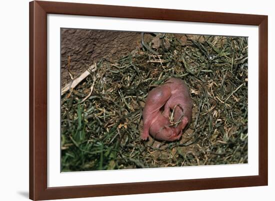 One Week Old Black-Tailed Prairie Dogs-W. Perry Conway-Framed Photographic Print